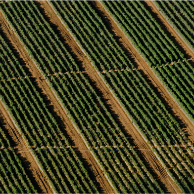 Grape Orchard